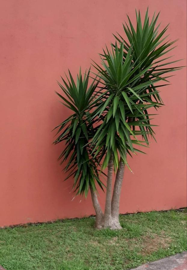 Casa Das Yucas - Patio Apartment Capelas Ngoại thất bức ảnh